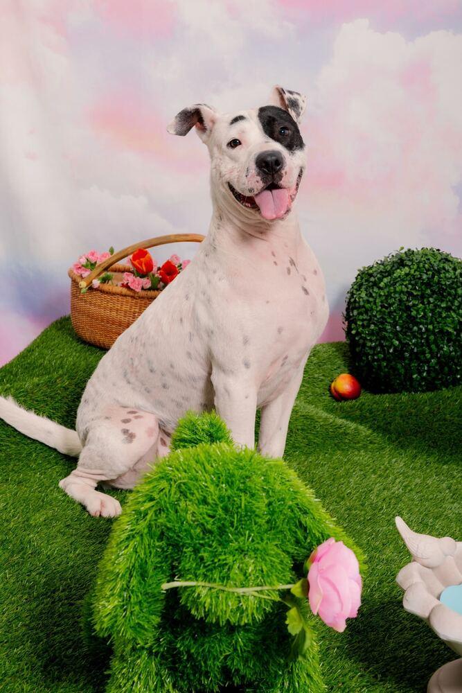 Enlarge Felix 2, a Adoptable mixed breed in San Diego, CA image 2/5