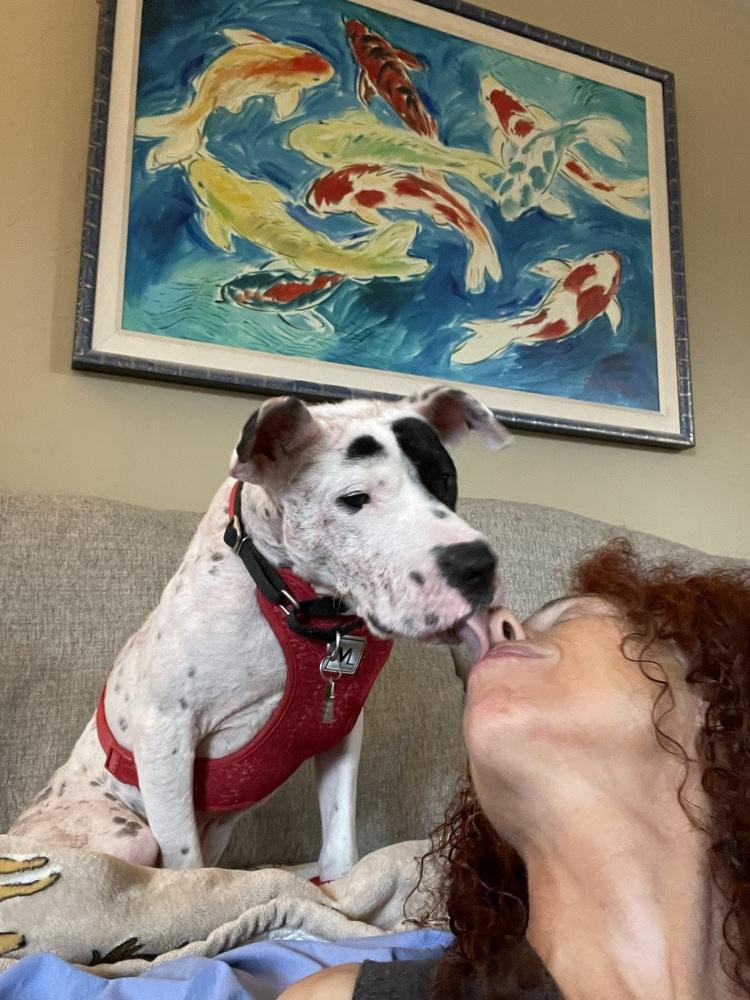 Enlarge Felix 2, a Adoptable mixed breed in San Diego, CA image 3/5