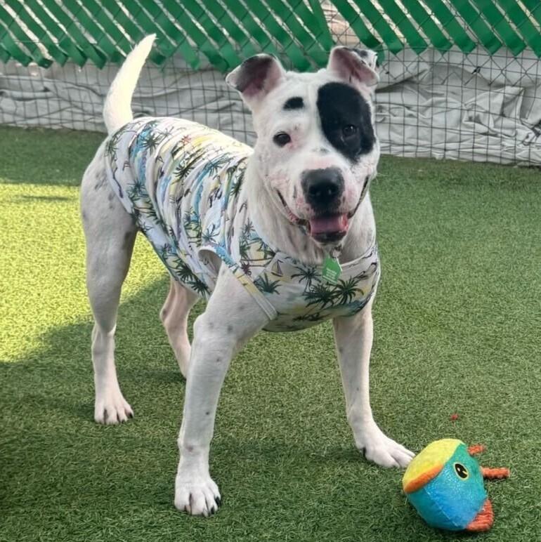 Enlarge Felix 2, a Adoptable mixed breed in San Diego, CA image 4/5