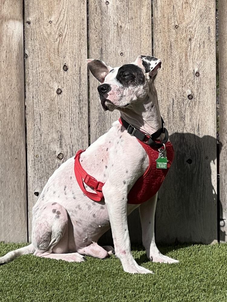 Enlarge Felix 2, a Adoptable mixed breed in San Diego, CA image 5/5