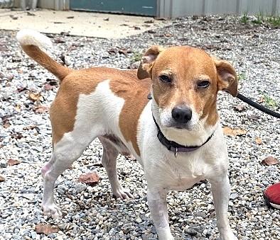 Beau (26 lbs), Adoptable, Adult Male Beagle.