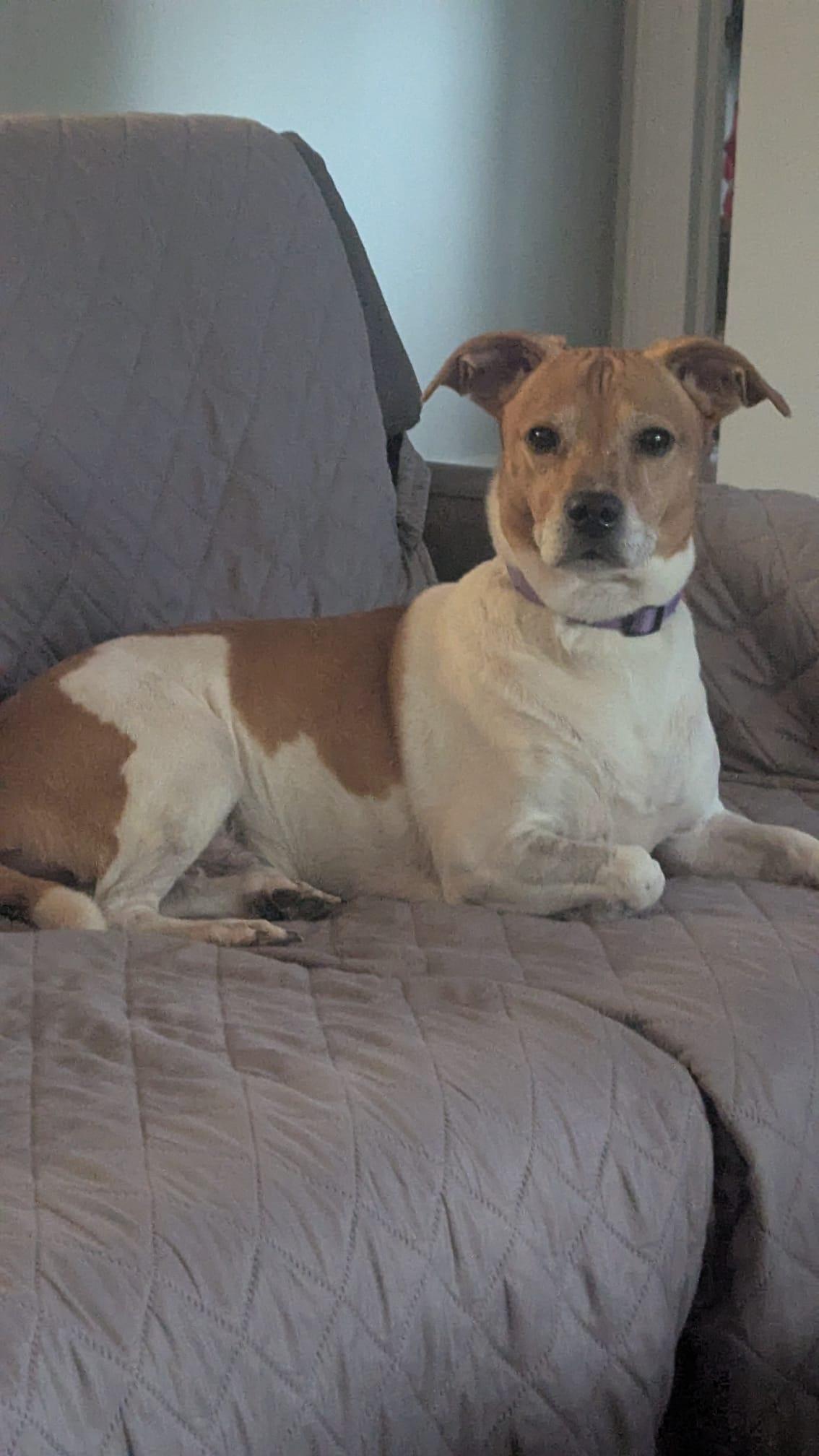 Enlarge Beau (26 lbs), a Adoptable mixed breed in Mississauga, ON image 4/6