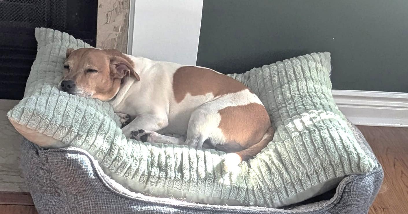 Enlarge Beau (26 lbs), a Adoptable mixed breed in Mississauga, ON image 5/6