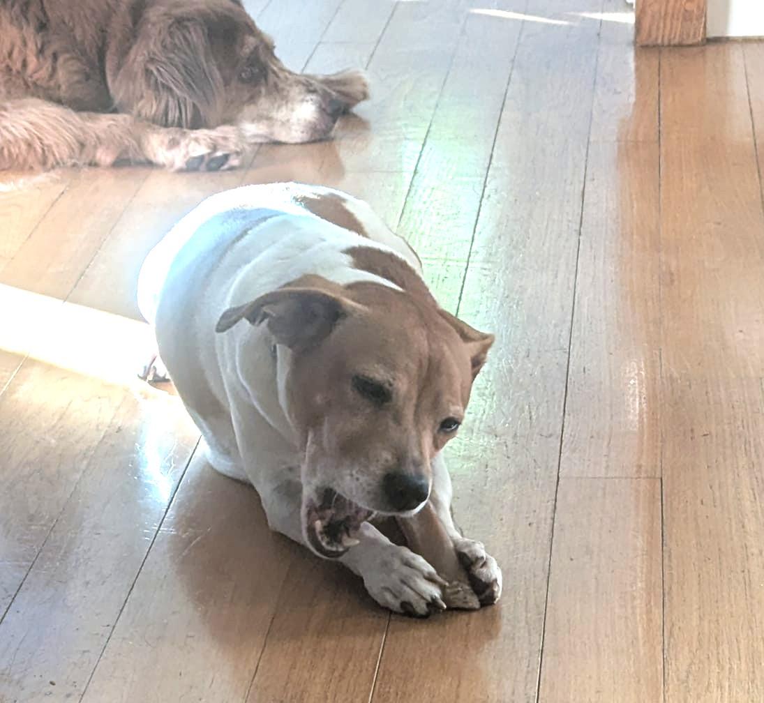 Enlarge Beau (26 lbs), a Adoptable mixed breed in Mississauga, ON image 6/6