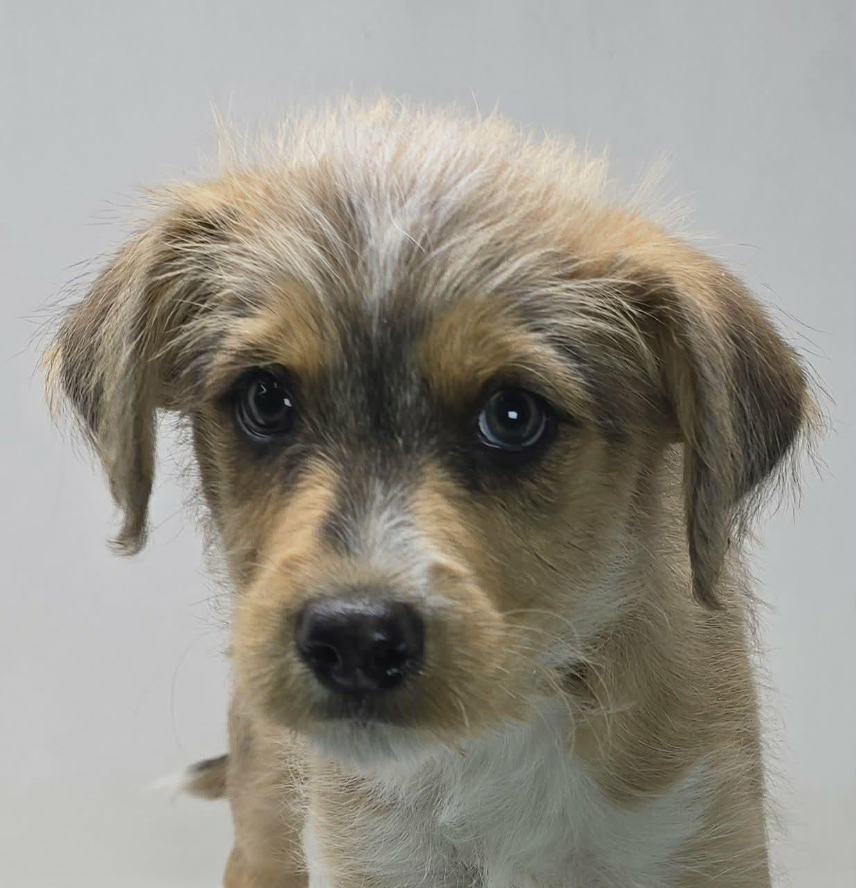 Point, Adoptable, Puppy Male Husky & Terrier.