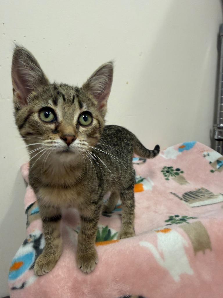 Enlarge Gretel, a Adoptable Domestic Short Hair in Amery, WI image 3/3