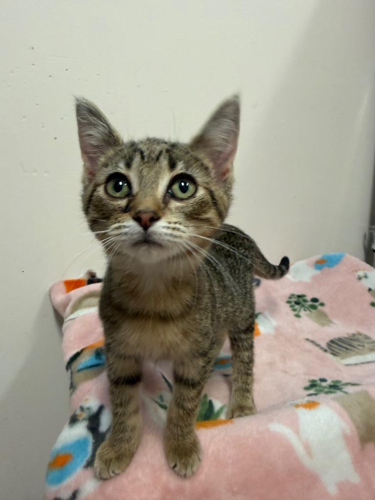 Enlarge Gretel, a Adoptable Domestic Short Hair in Amery, WI image 1/3