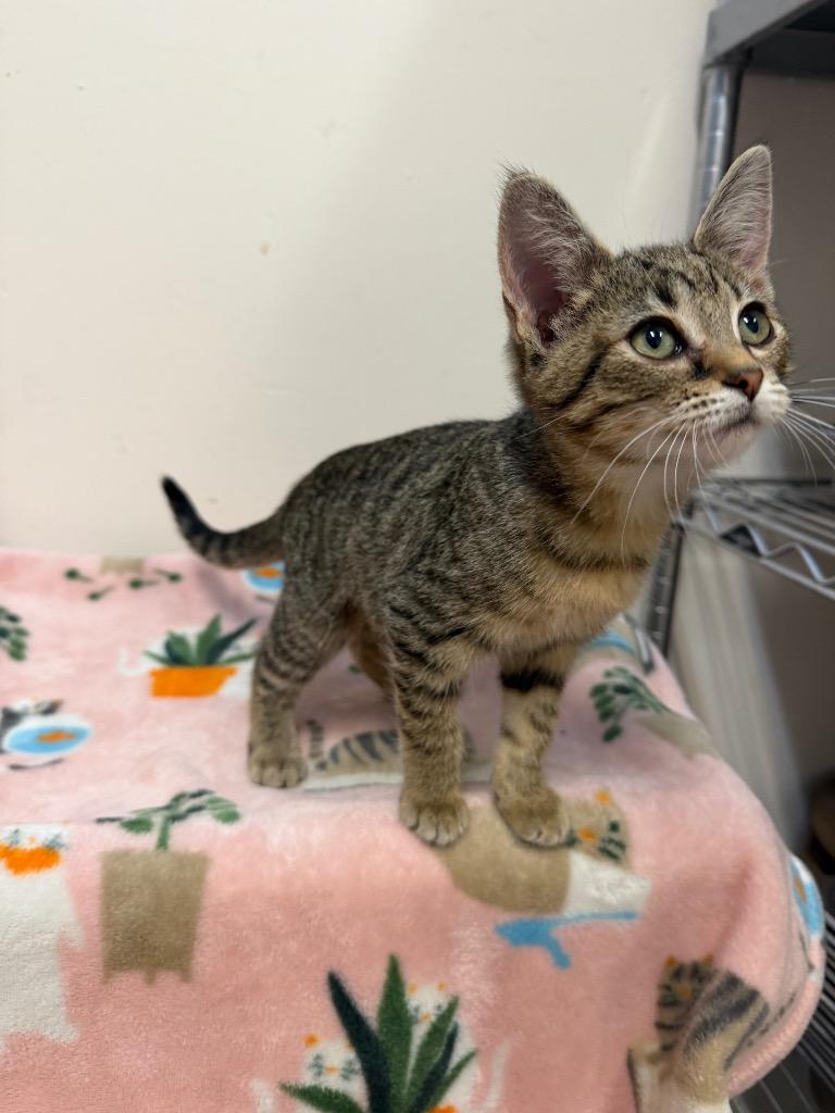 Enlarge Gretel, a Adoptable Domestic Short Hair in Amery, WI image 2/3