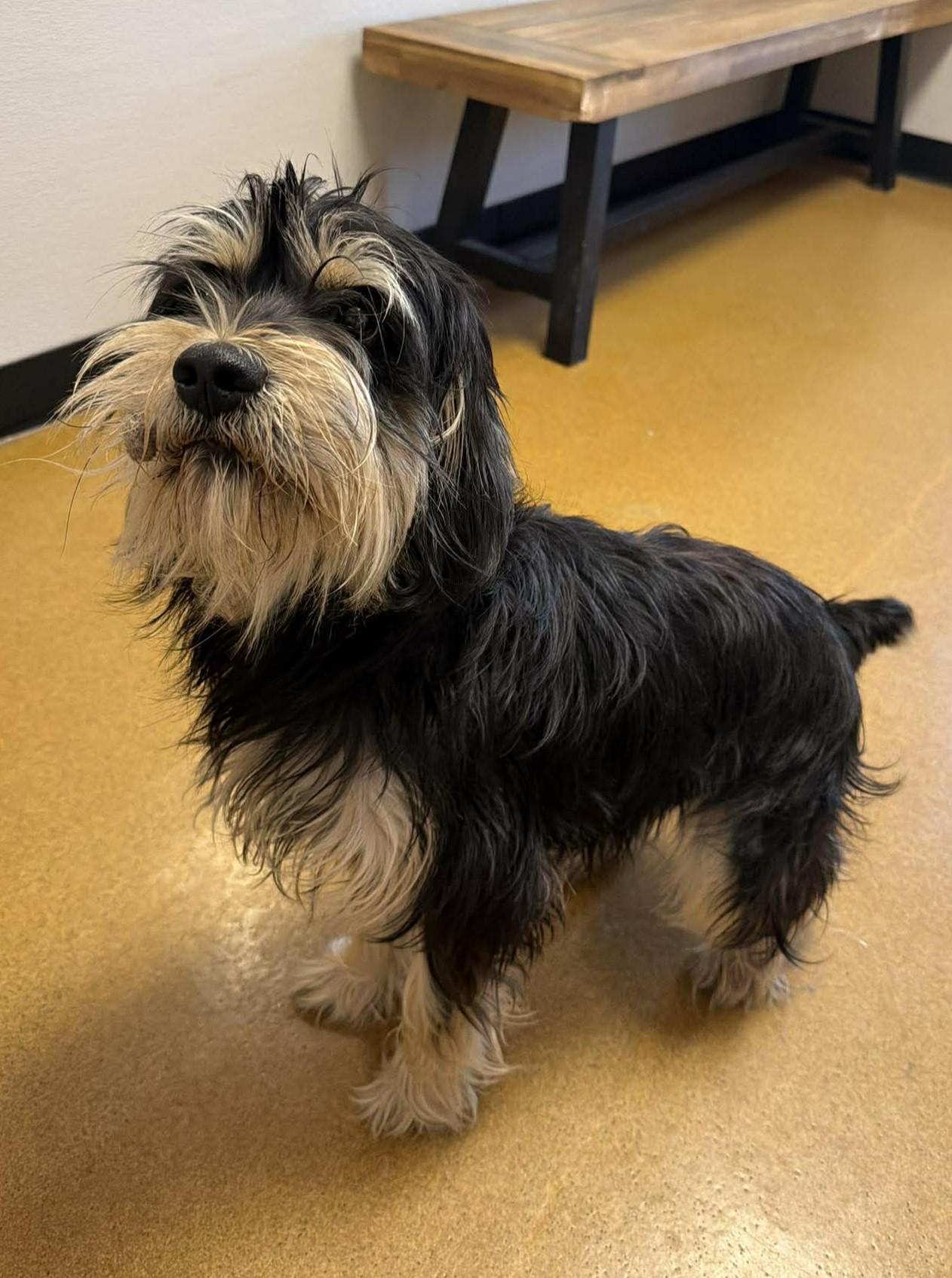 Enlarge Pickle, an adopted mixed breed in Maryville, MO image 3/5