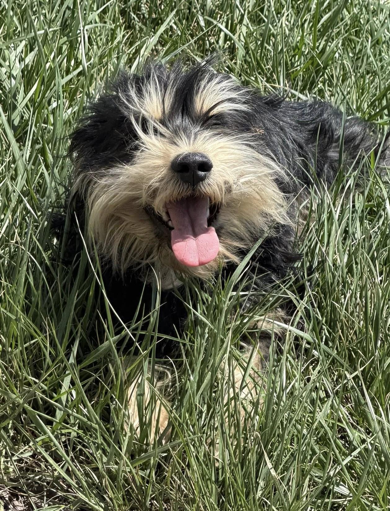 Enlarge Pickle, an adopted mixed breed in Maryville, MO image 4/5