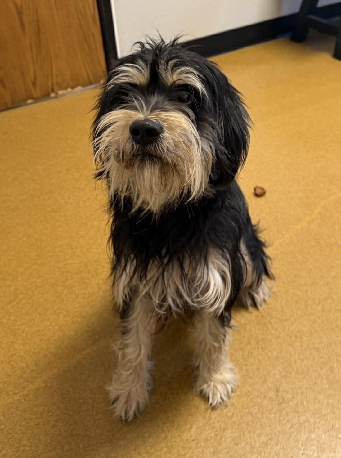 Enlarge Pickle, an adopted mixed breed in Maryville, MO image 2/5