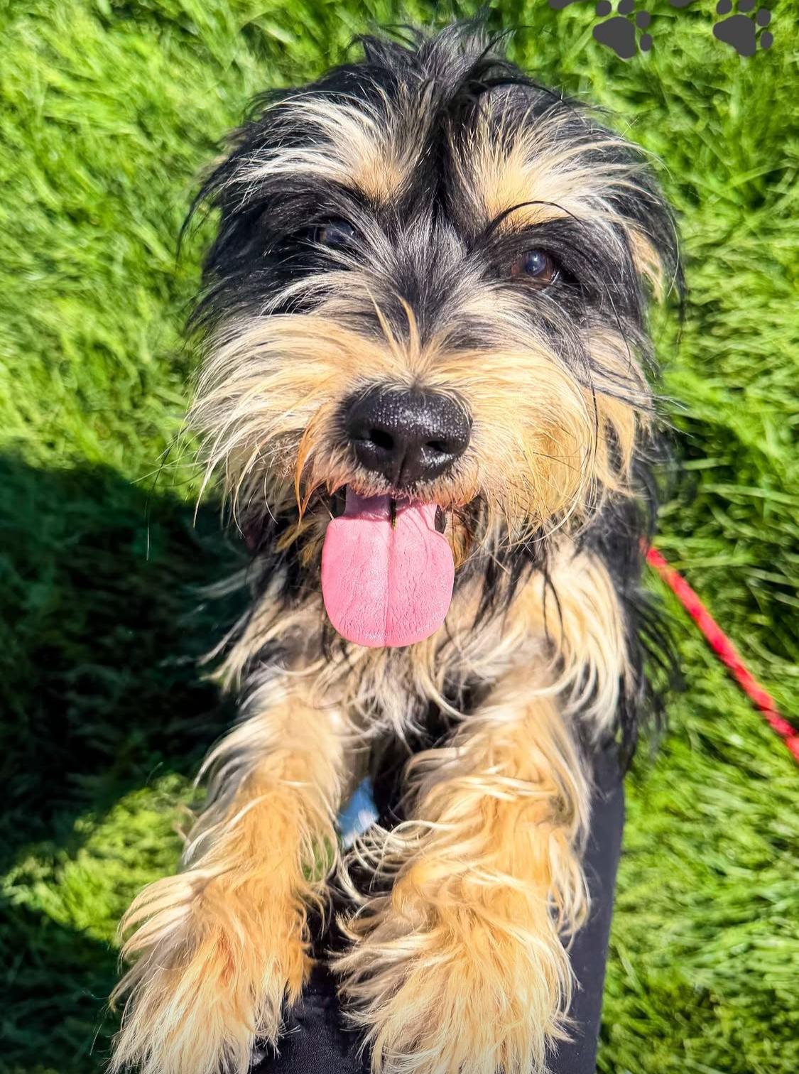 Pickle, adopted, Young Male Miniature Schnauzer & Yorkshire Terrier.