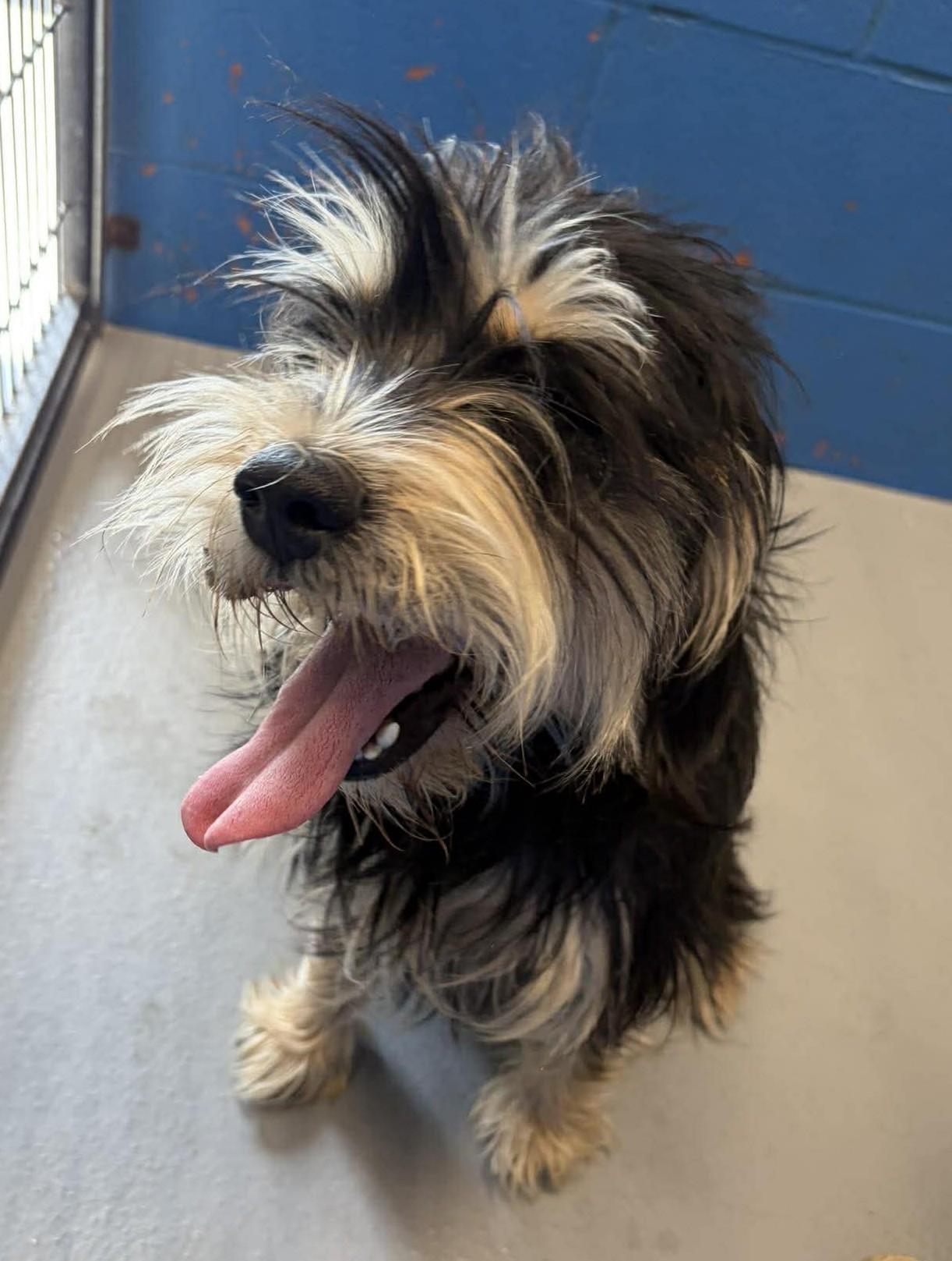 Enlarge Pickle, an adopted mixed breed in Maryville, MO image 5/5