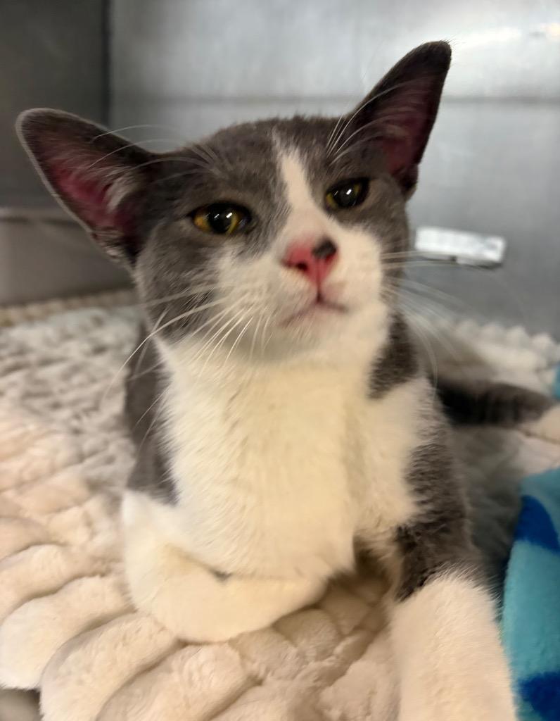 Archie, Adopted, Young Male Domestic Short Hair.