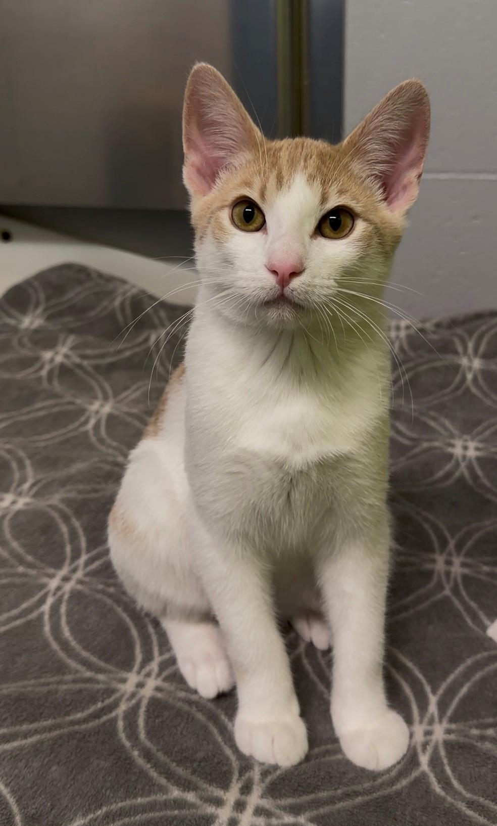 Enlarge Big Mac & Junior Chicken, a Adoptable Domestic Short Hair in Delta, BC image 3/3
