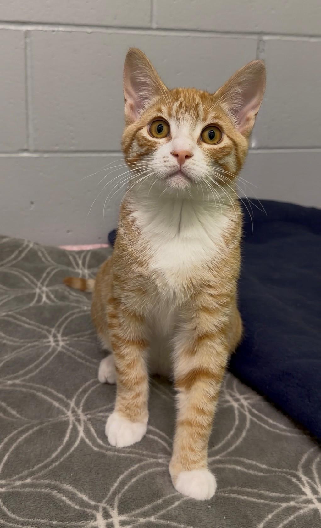 Enlarge Big Mac & Junior Chicken, a Adoptable Domestic Short Hair in Delta, BC image 2/3