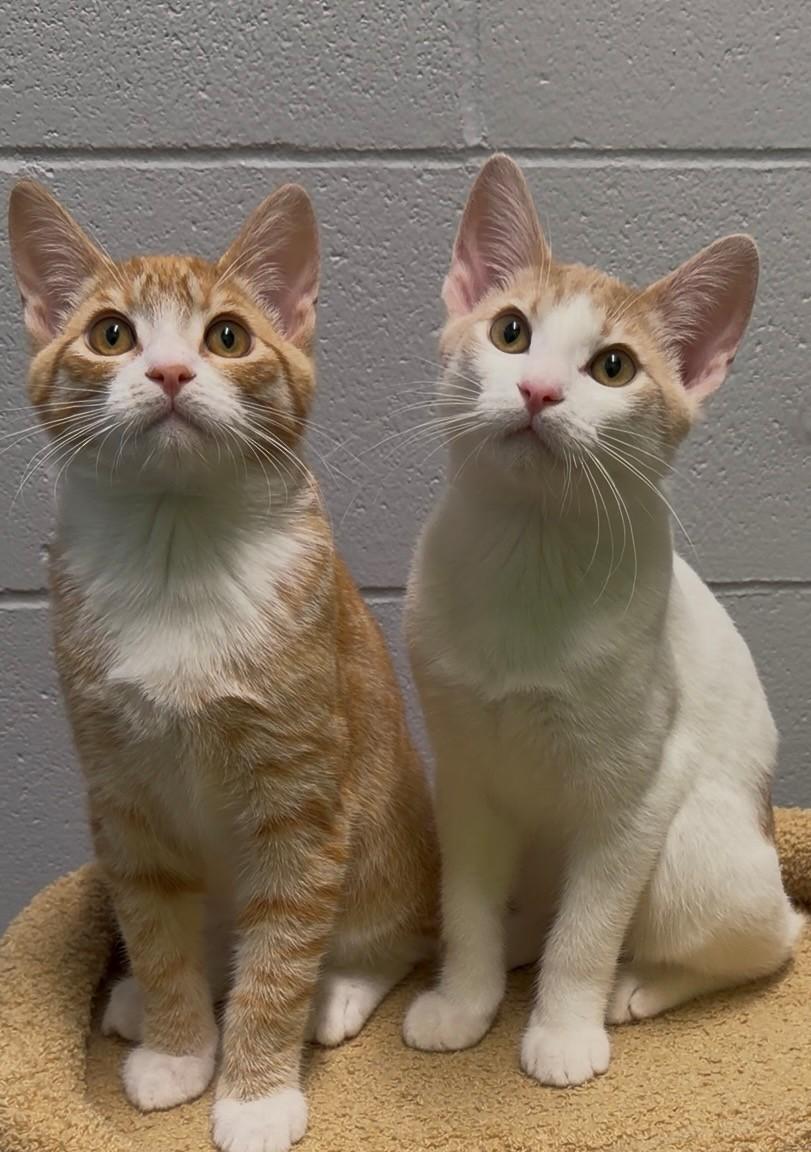 Big Mac & Junior Chicken, Adoptable, Young Male Domestic Short Hair.