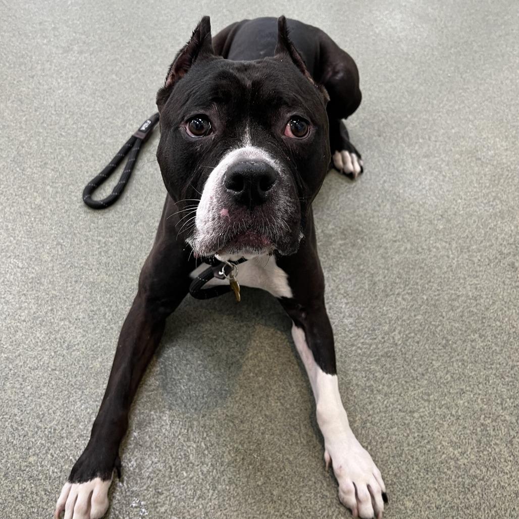 Bella, Adoptable, Adult Female Pit Bull Terrier & Mixed Breed.