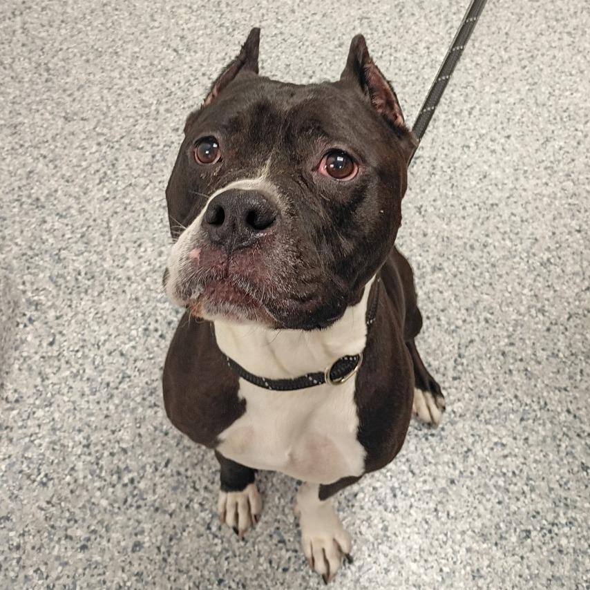 Enlarge Bella, a Adoptable mixed breed in Chicago, IL image 2/3