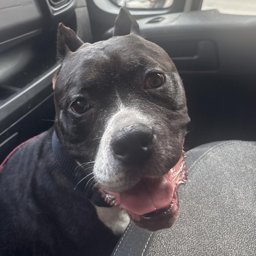 Enlarge Bella, a Adoptable mixed breed in Chicago, IL image 3/3