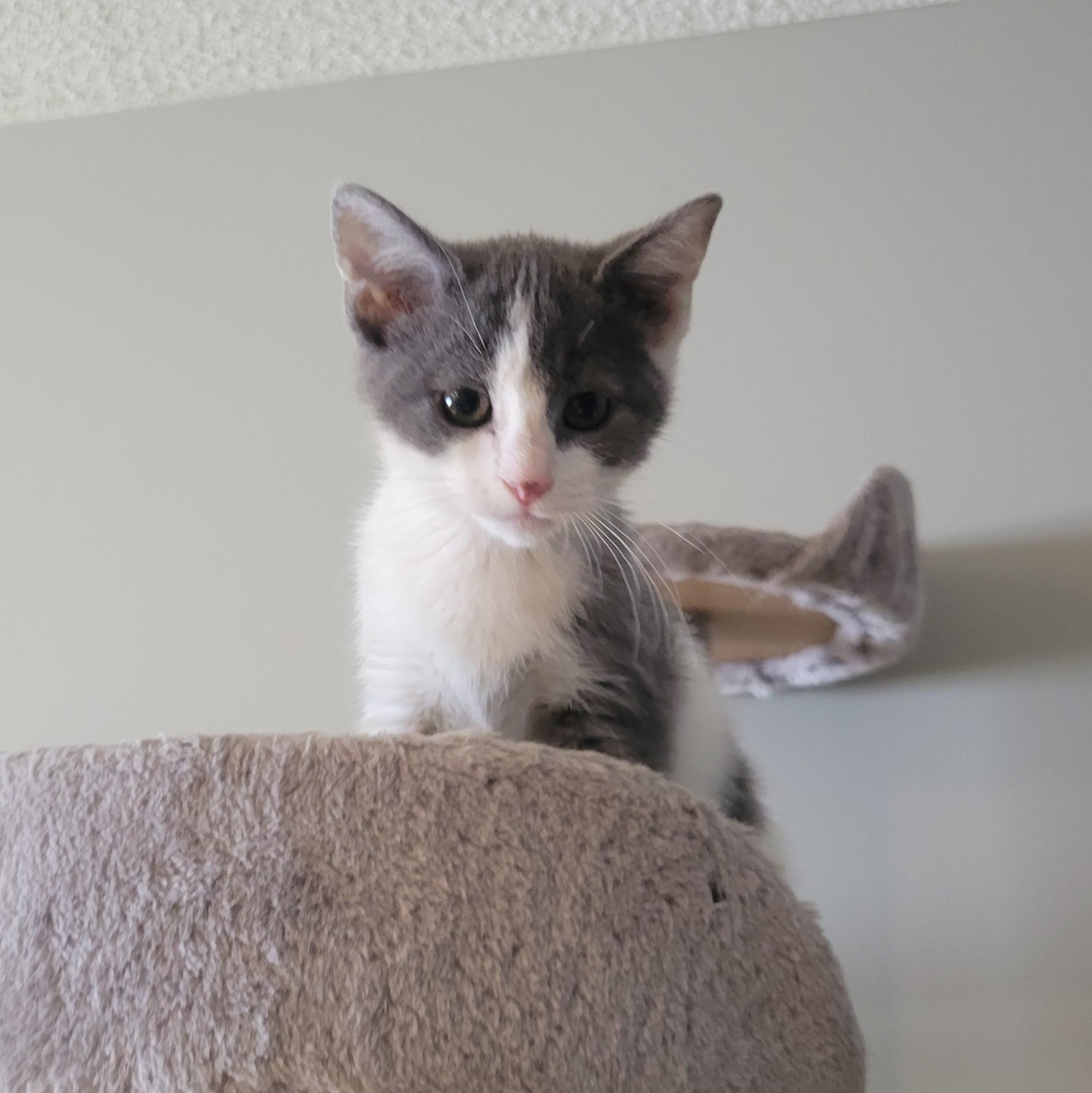 Minnie - Adopted | Petfinder