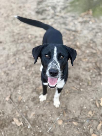 Praline, a Adoptable mixed breed in Picayune, MS image 1/3