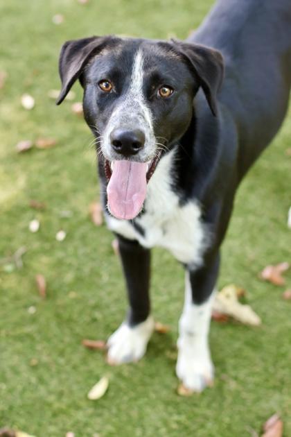 Enlarge Praline, a Adoptable mixed breed in Picayune, MS image 1/3