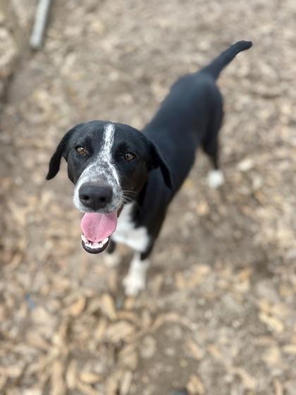 Enlarge Praline, a Adoptable mixed breed in Picayune, MS image 2/3