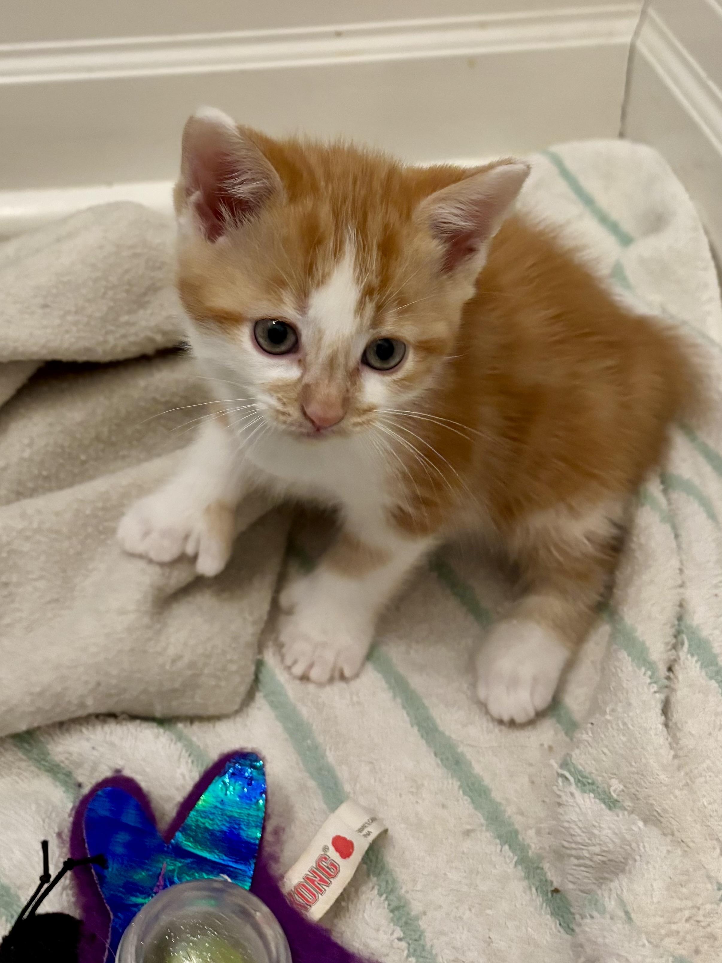 Greg, ADOPTABLE, Kitten Male Domestic Short Hair.