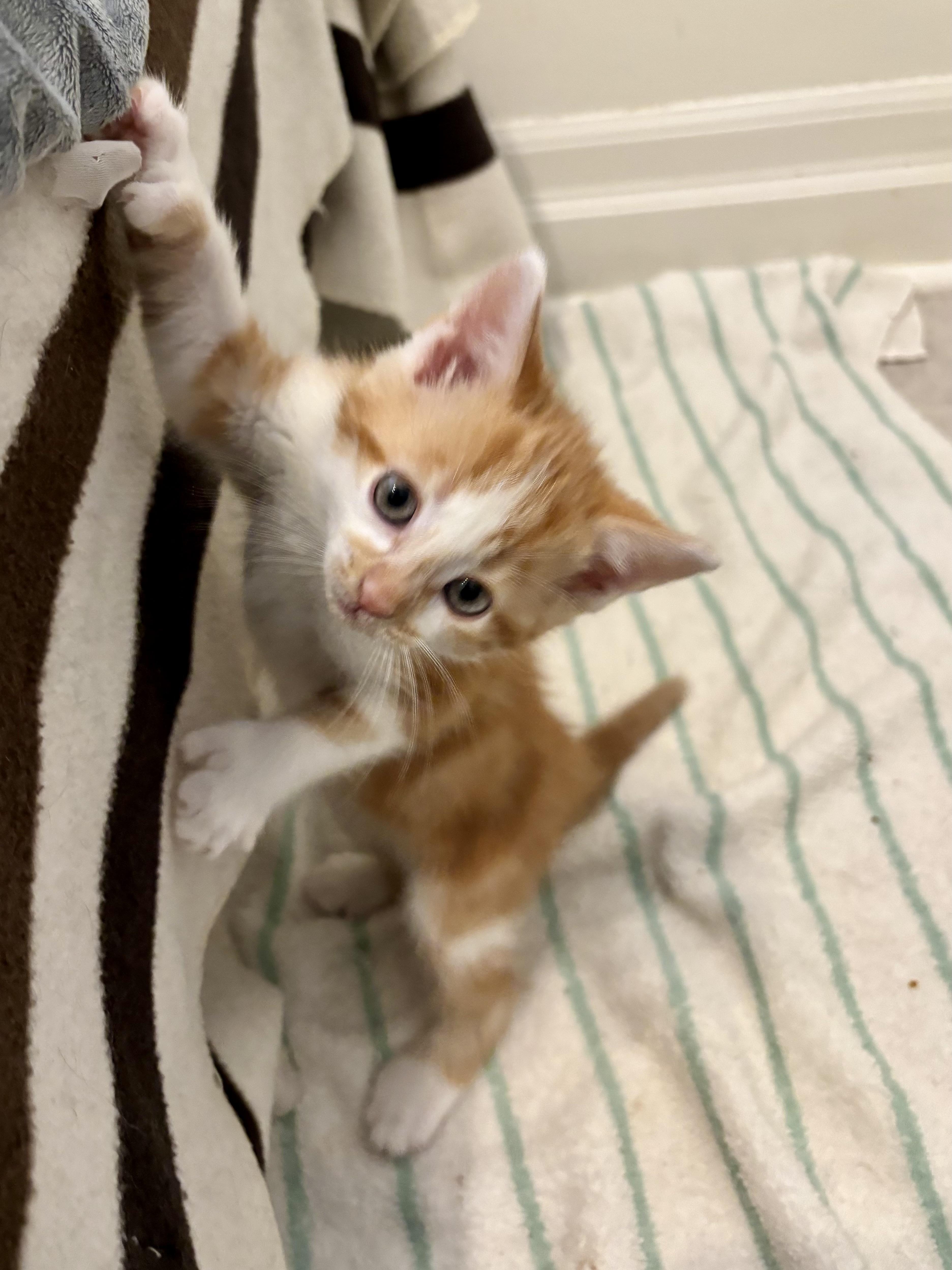 Greg, a ADOPTABLE Domestic Short Hair in Ottawa, ON image 2/5