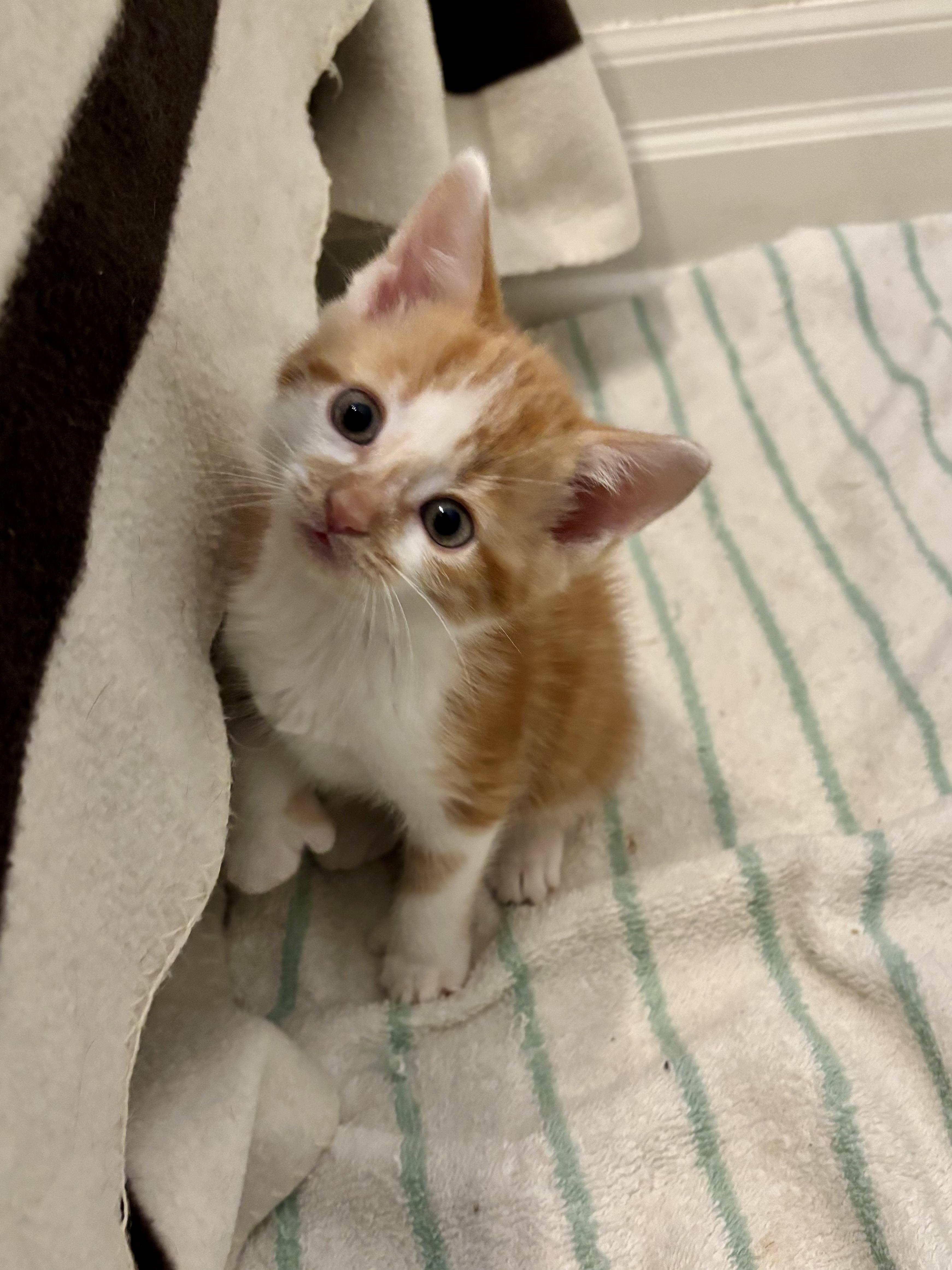 Greg, a ADOPTABLE Domestic Short Hair in Ottawa, ON image 3/5