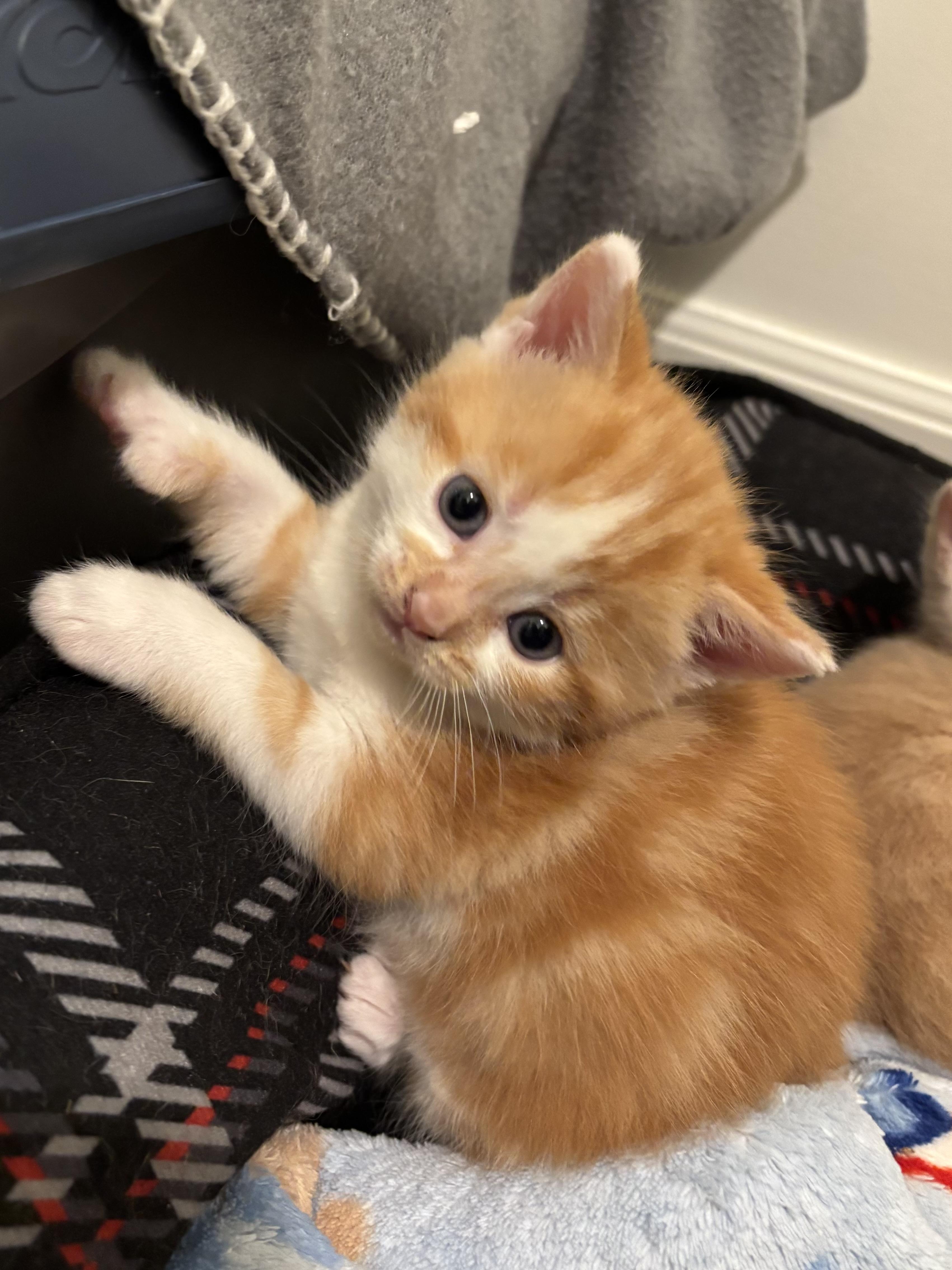 Greg, a ADOPTABLE Domestic Short Hair in Ottawa, ON image 4/5