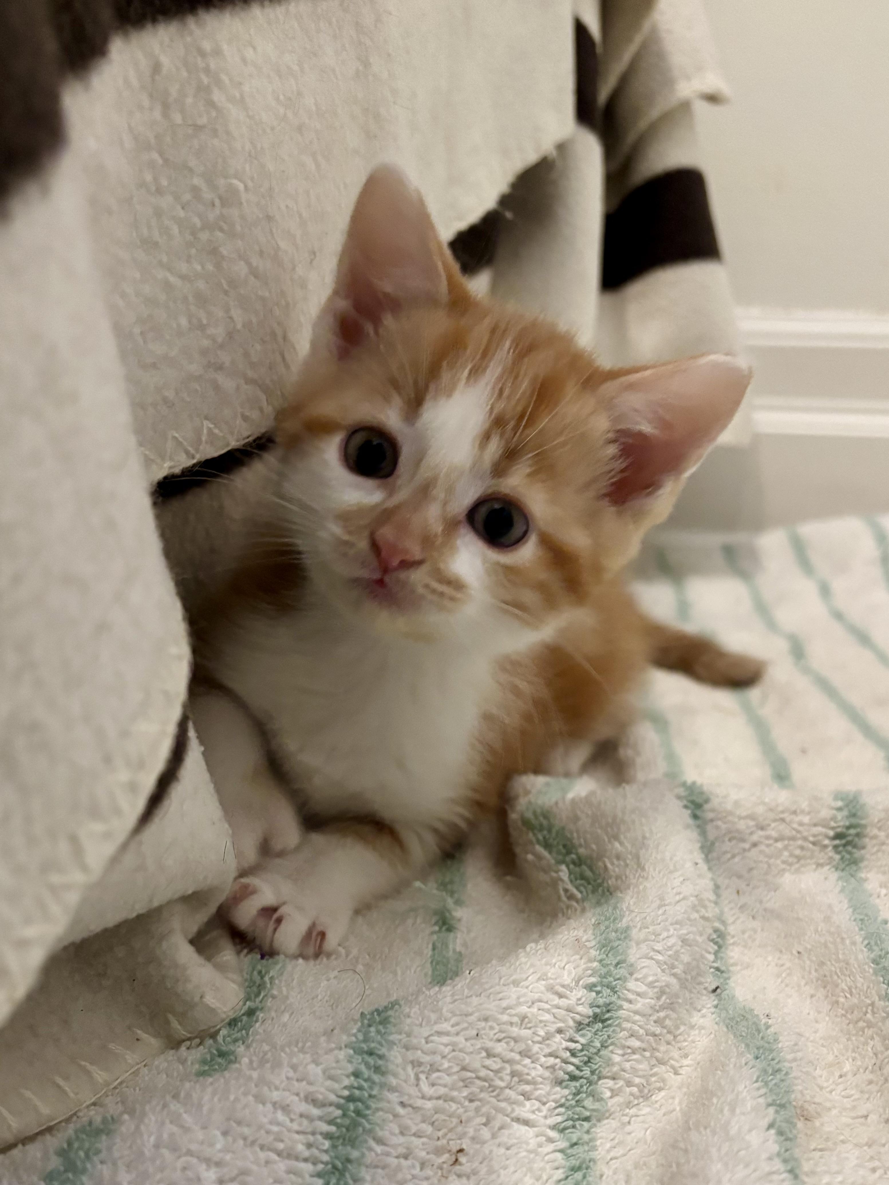 Greg, a ADOPTABLE Domestic Short Hair in Ottawa, ON image 5/5