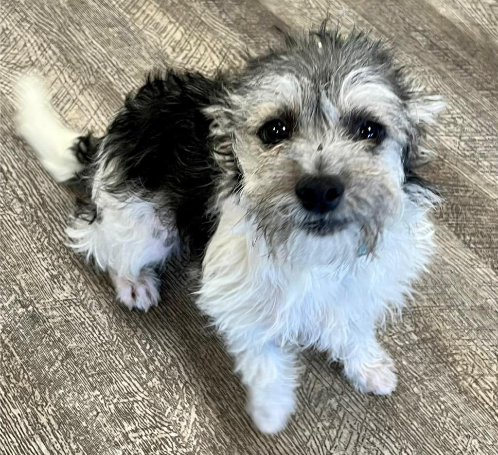 Finn, Adoptable, Puppy Male Maltese & Terrier.