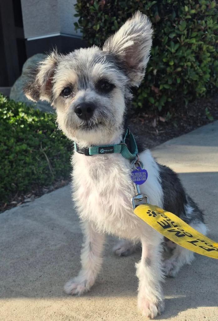 Finn, a Adoptable mixed breed in Lake Forest, CA image 2/4