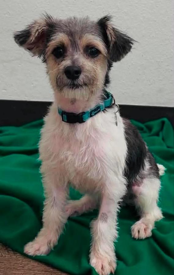 Finn, a Adoptable mixed breed in Lake Forest, CA image 3/4
