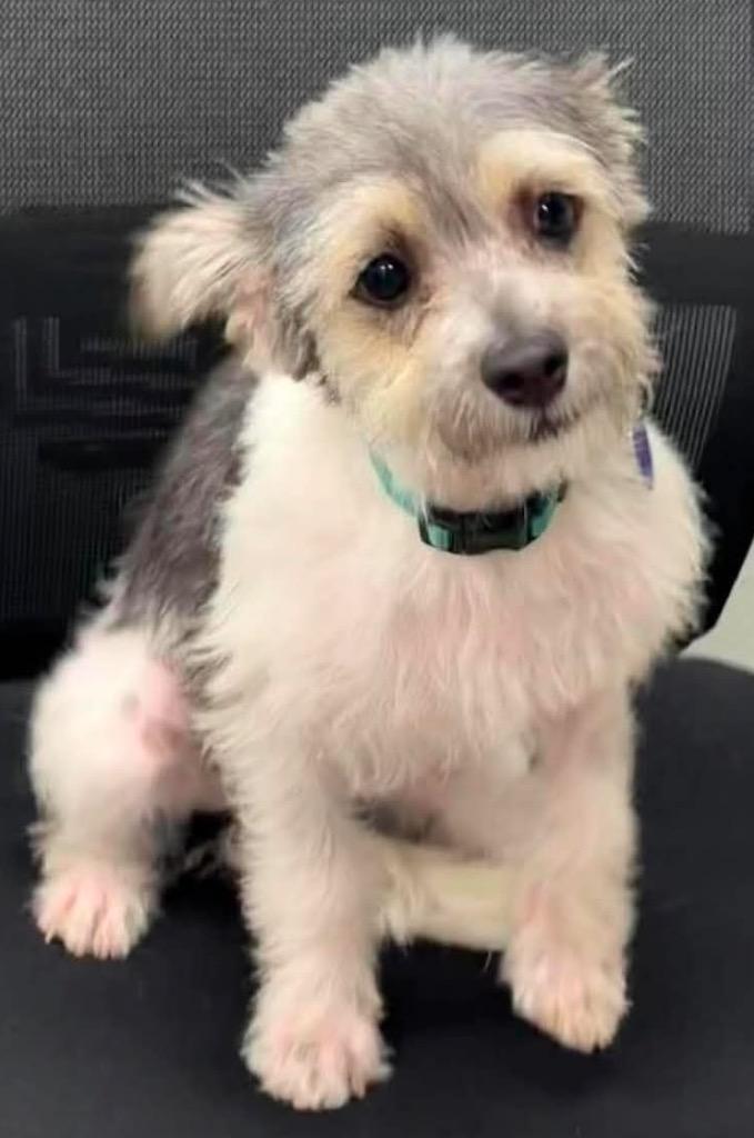 Finn, a Adoptable mixed breed in Lake Forest, CA image 4/4