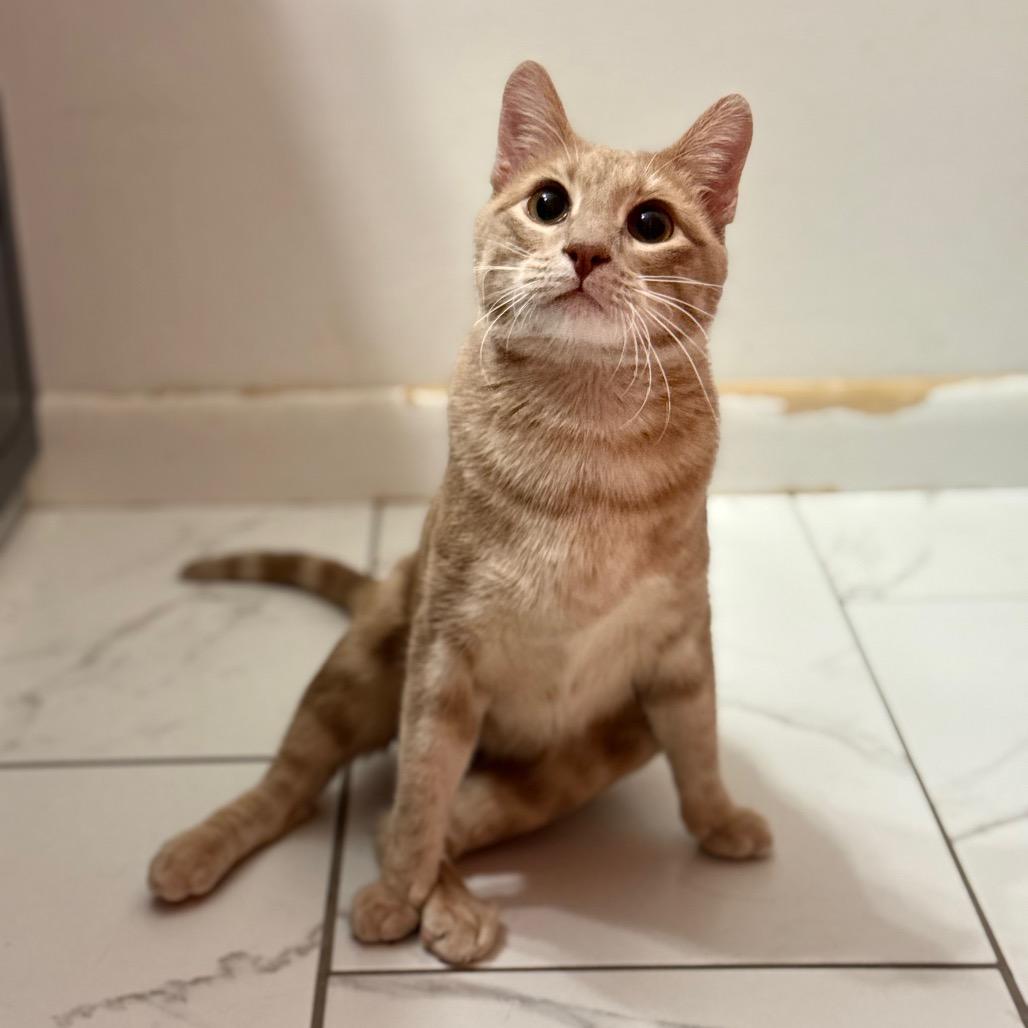 Oliver, Adoptable, Adult Male Domestic Short Hair.