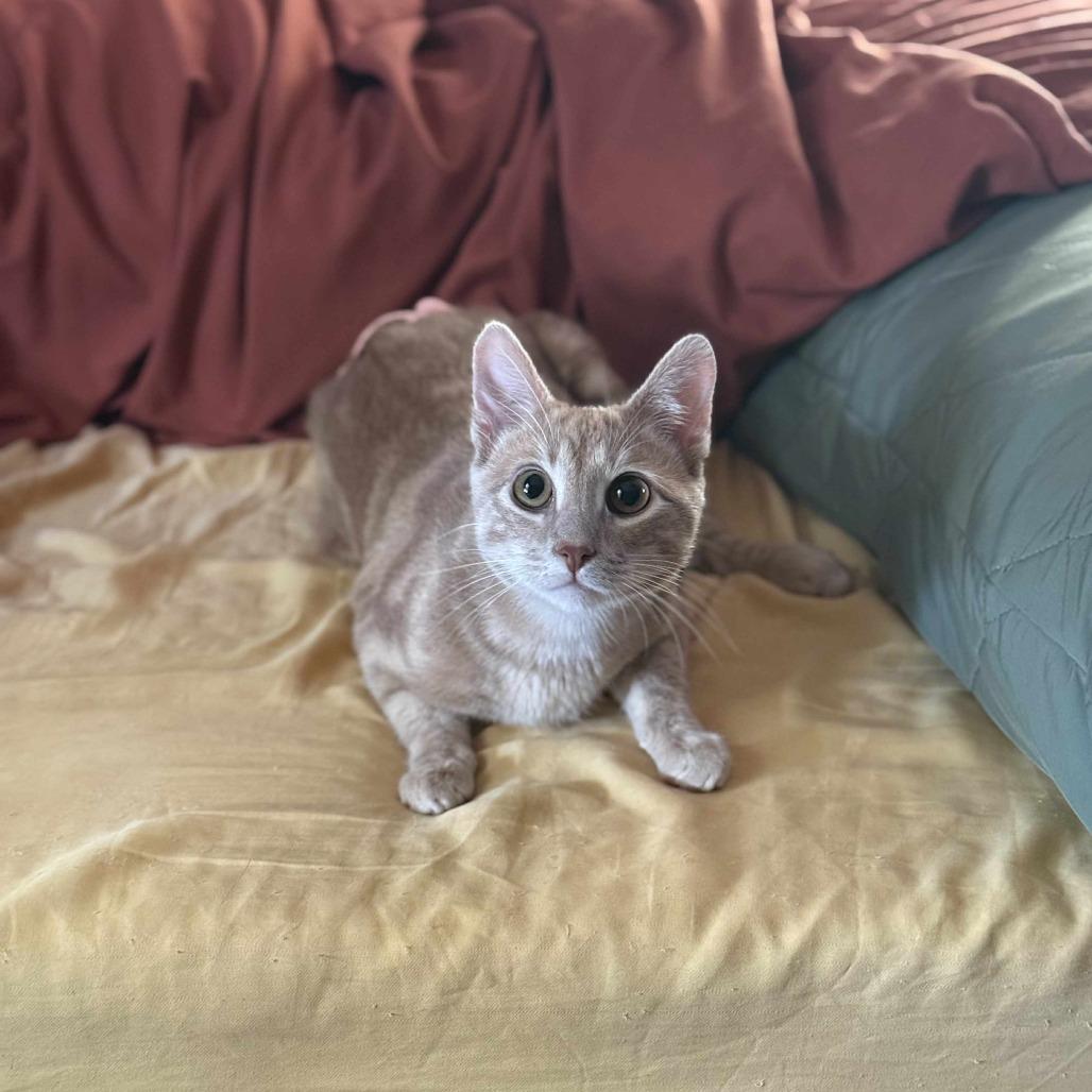 Oliver — thumbnail 2