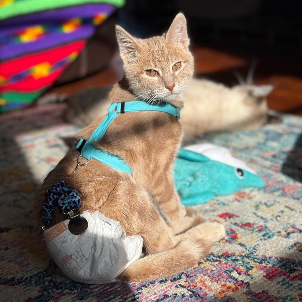 Oliver — thumbnail 4