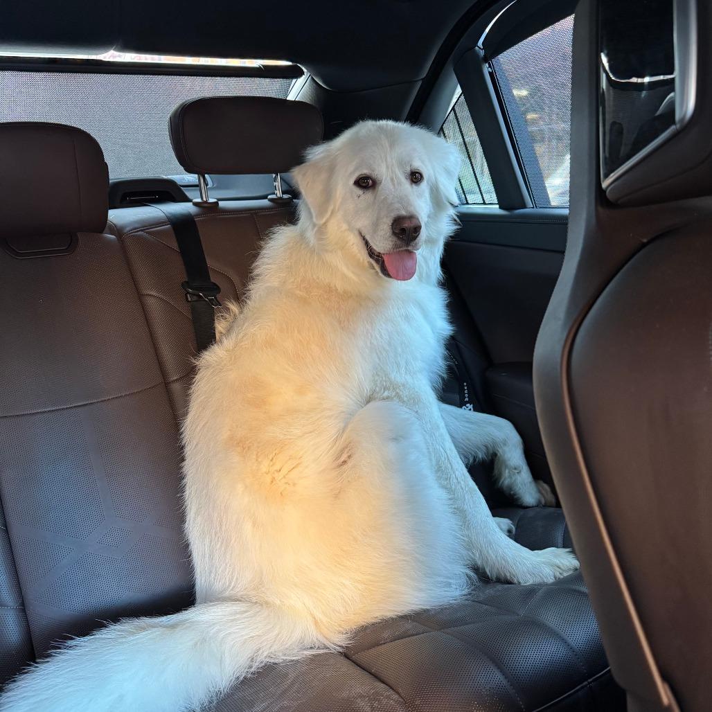 Lafayette, Adoptable, Adult Male Great Pyrenees.