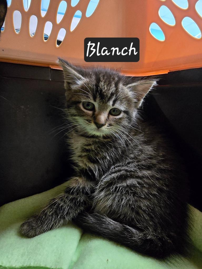 Blanch, Adoptable, Kitten Female Domestic Short Hair.