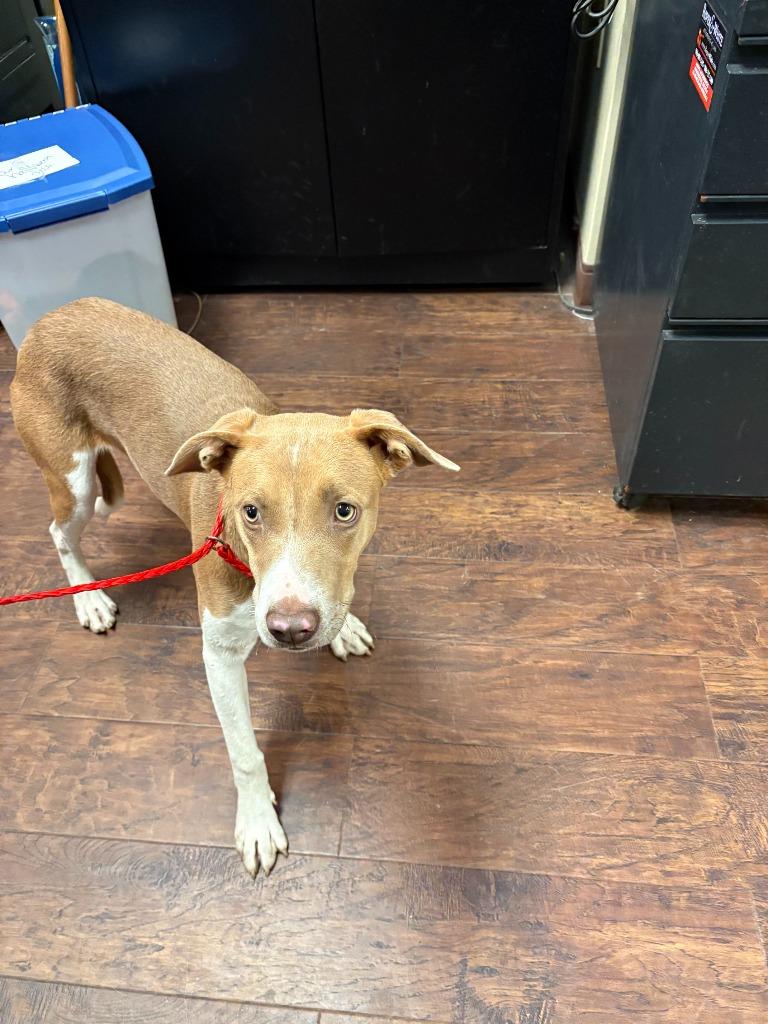 Dog Kennel #35, a Adoptable mixed breed in Greenville, TX image 1/2