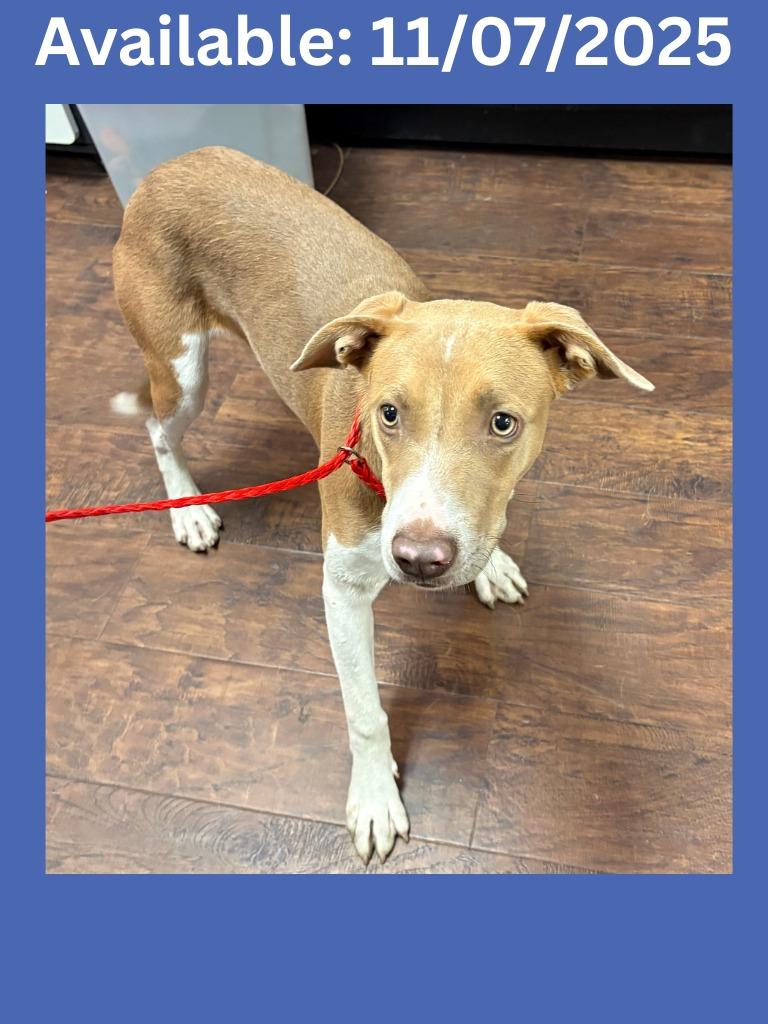 Dog Kennel #35, a Adoptable mixed breed in Greenville, TX image 2/2