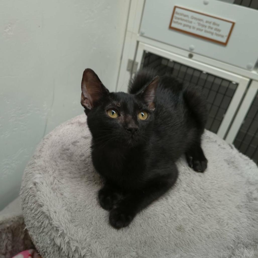 Sapphire, Adoptable, Young Female Domestic Short Hair.