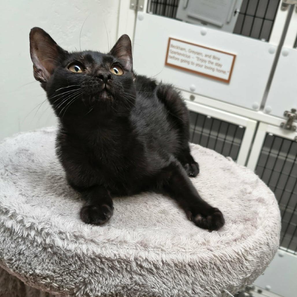 Enlarge Sapphire, a Adoptable Domestic Short Hair in Las Cruces, NM image 2/4