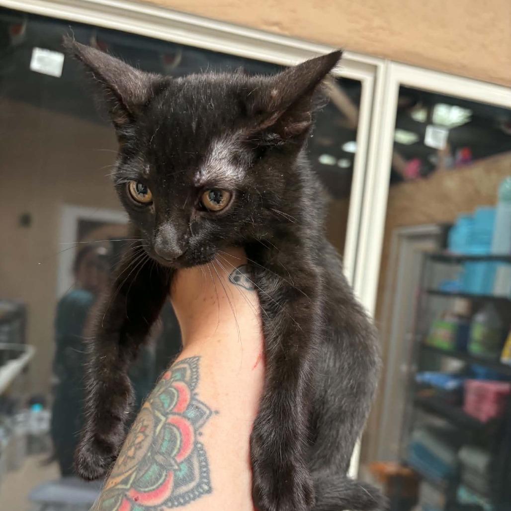 Enlarge Sapphire, a Adoptable Domestic Short Hair in Las Cruces, NM image 3/4