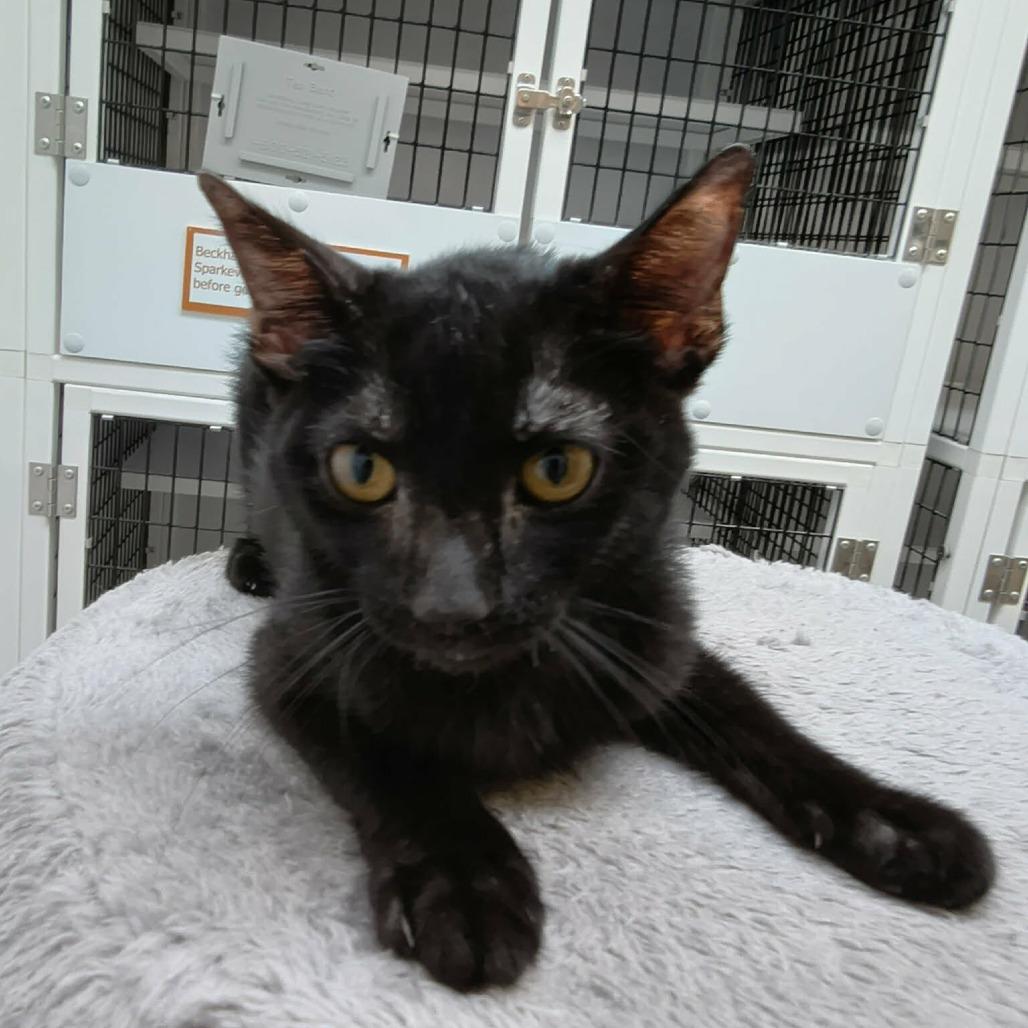 Enlarge Sapphire, a Adoptable Domestic Short Hair in Las Cruces, NM image 4/4