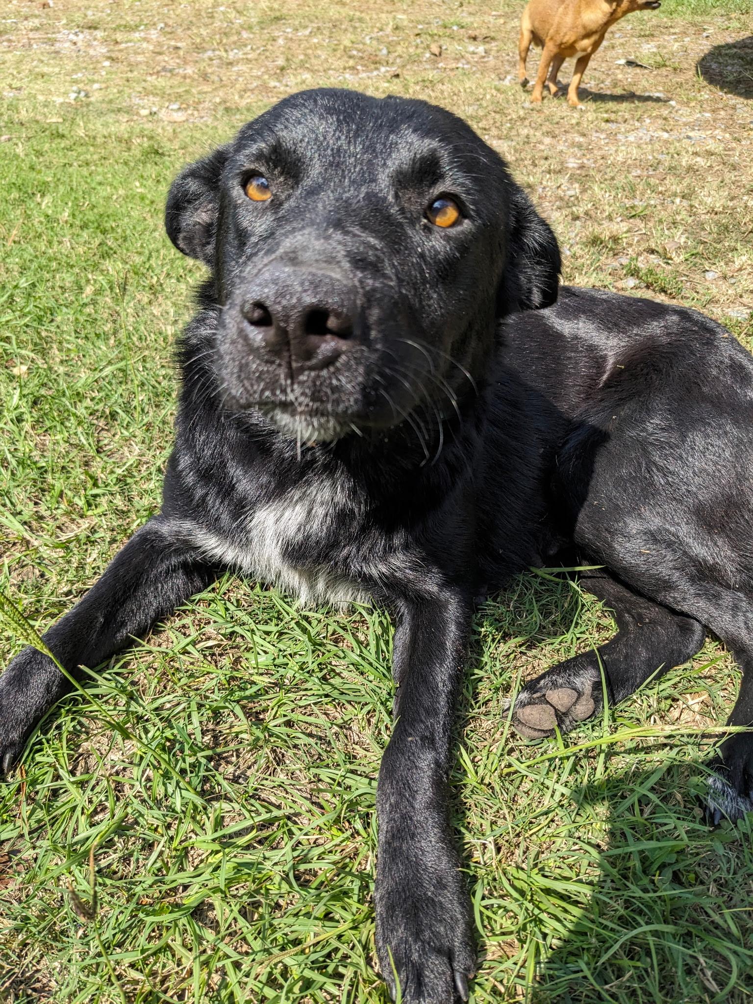 Enlarge Val Adopted arriving soon, a Adoptable mixed breed in South Portland, ME image 2/2