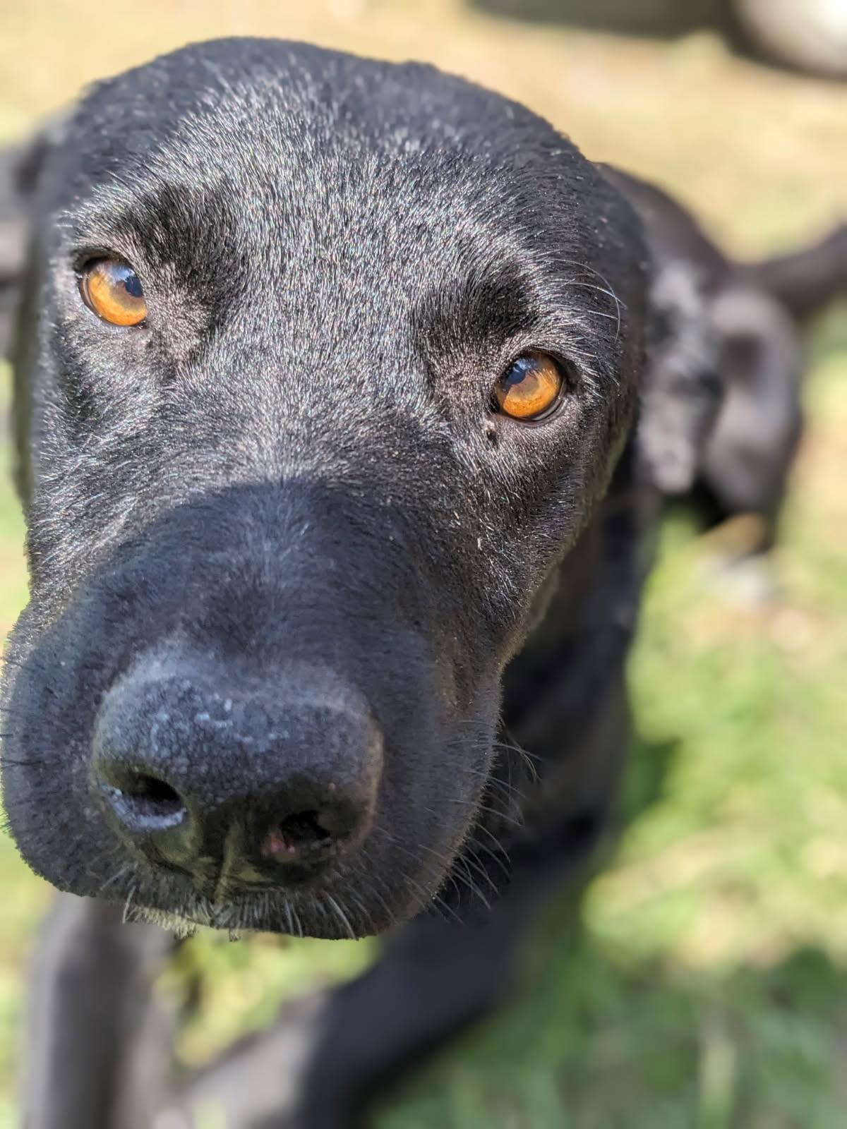 Enlarge Val Adopted arriving soon, a Adoptable mixed breed in South Portland, ME image 1/2